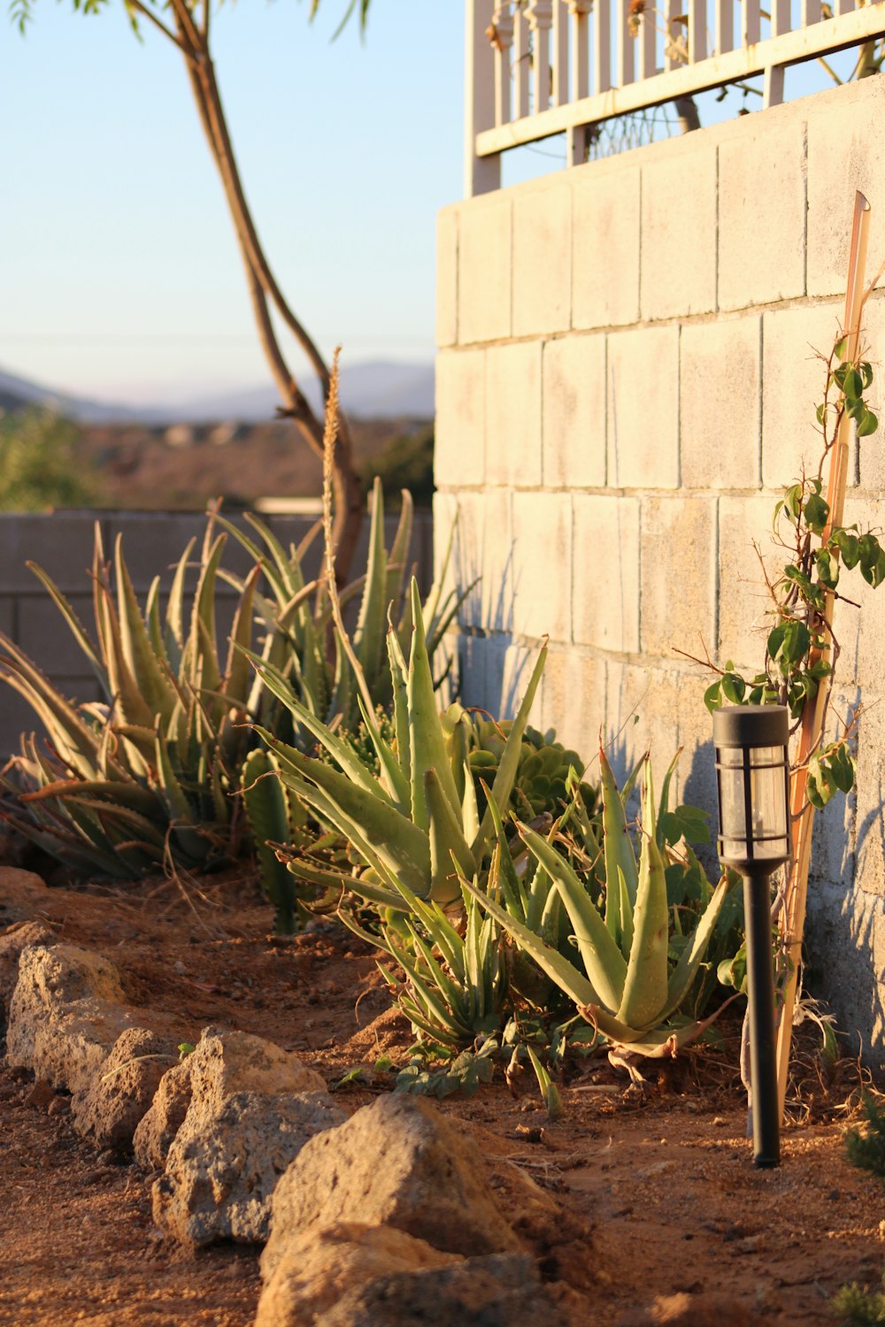 Desert xeriscape garden with agave and aloe along a block wall